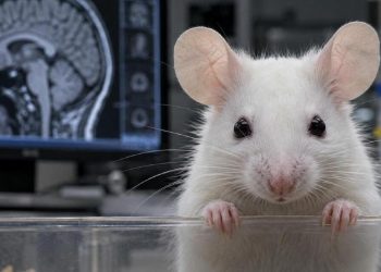 Mouse