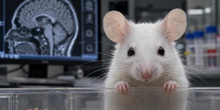 Mouse